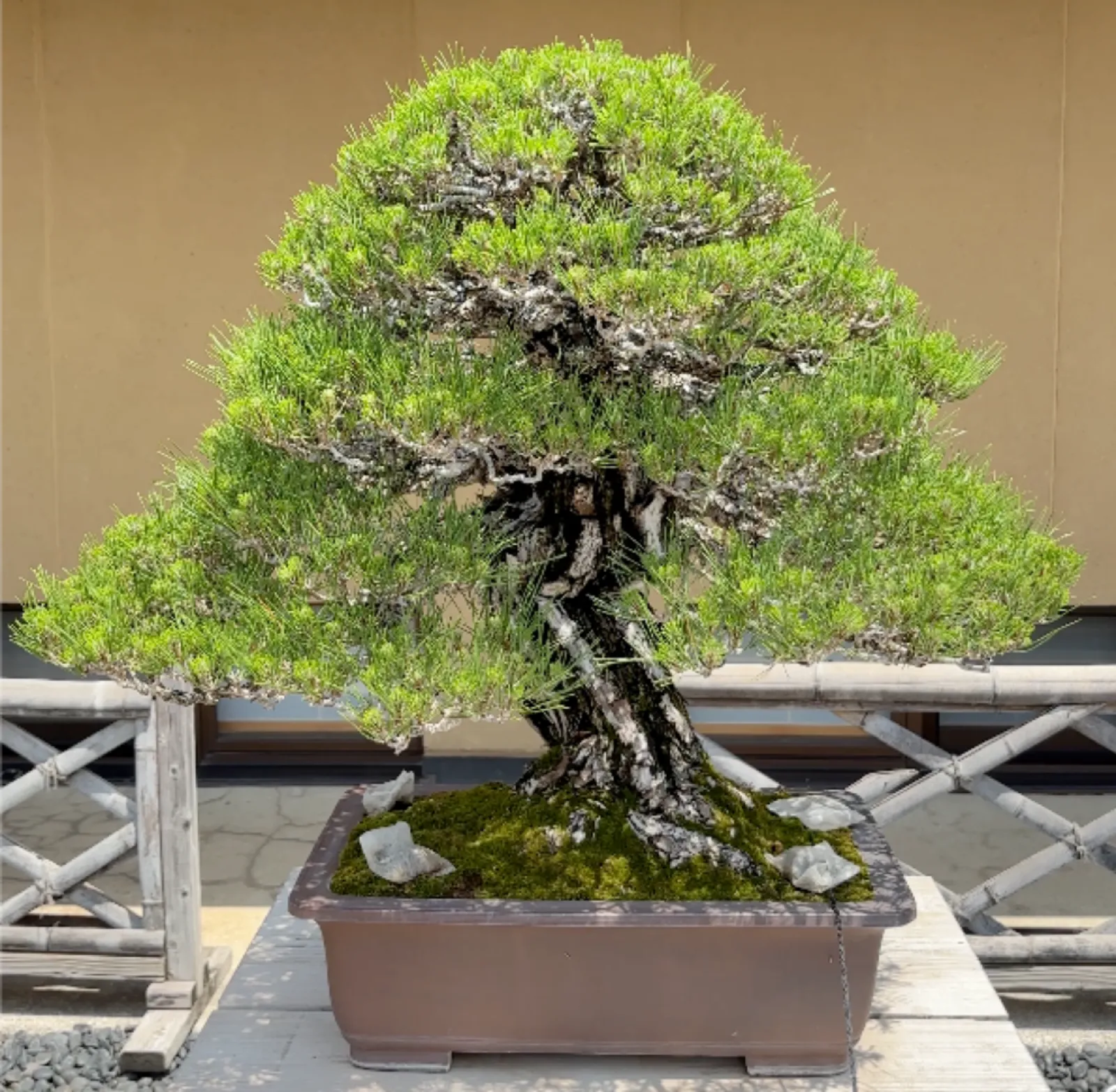 Real bonsai