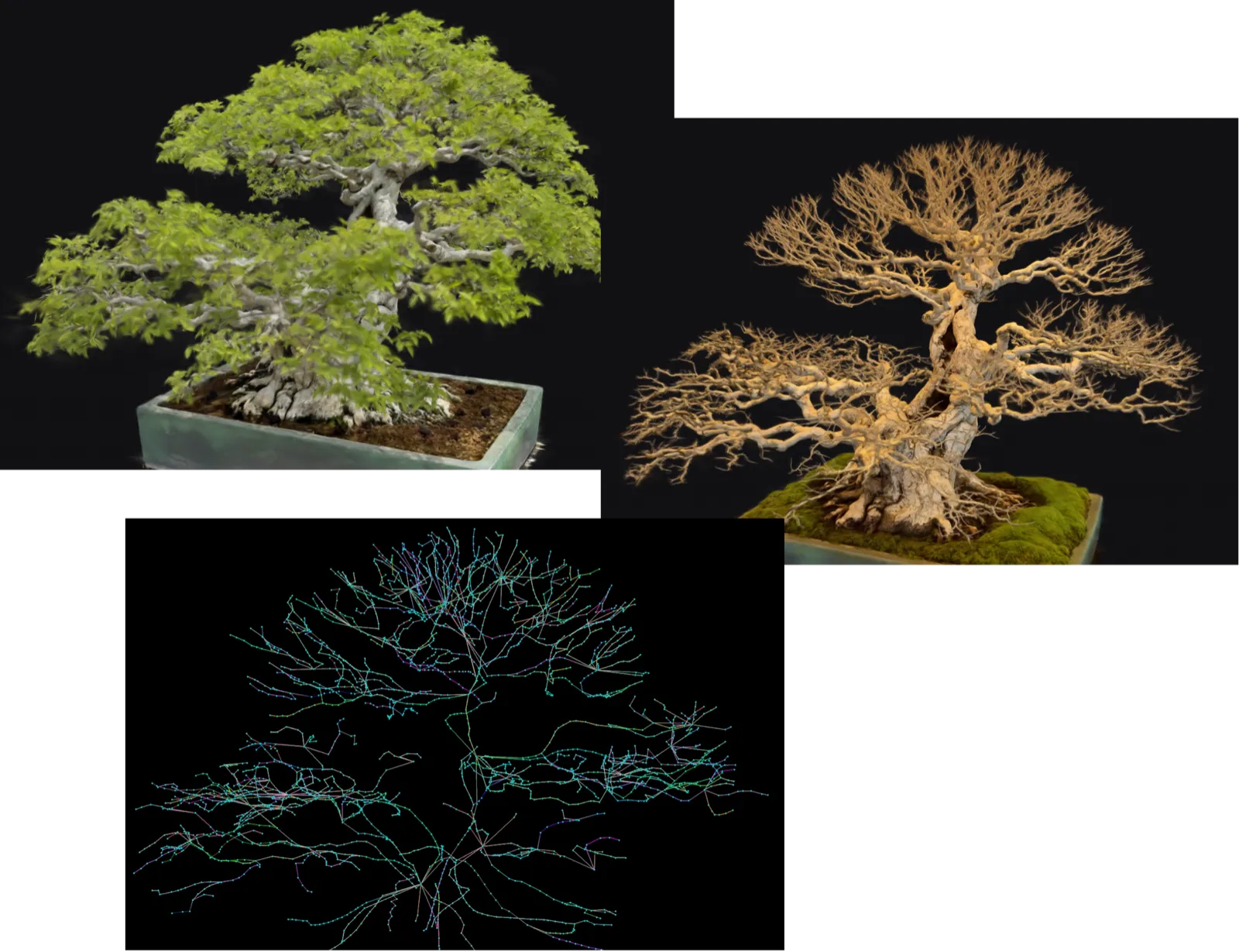 3D bonsai digitization process